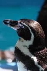 フンボルトペンギン　＃2