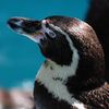フンボルトペンギン　＃2