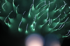 ハナビ　薩摩川内２