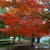 紅葉 ＃2