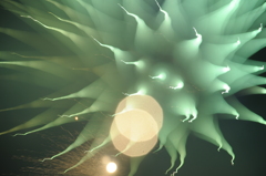 ハナビ　薩摩川内３