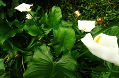 Calla(カラー）＃2