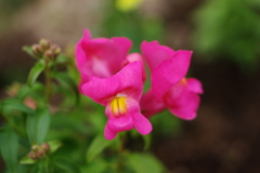 中一光学　CREATOR　35ｍｍ　F2.0　試し撮り　＃4