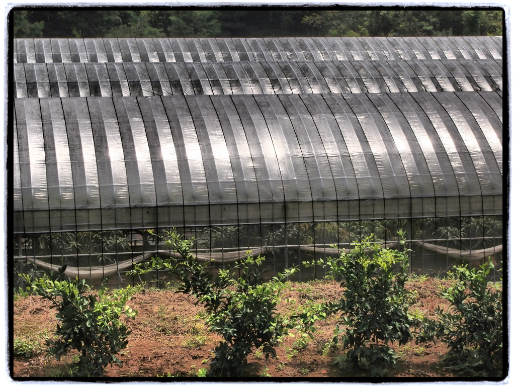 ビニールハウス