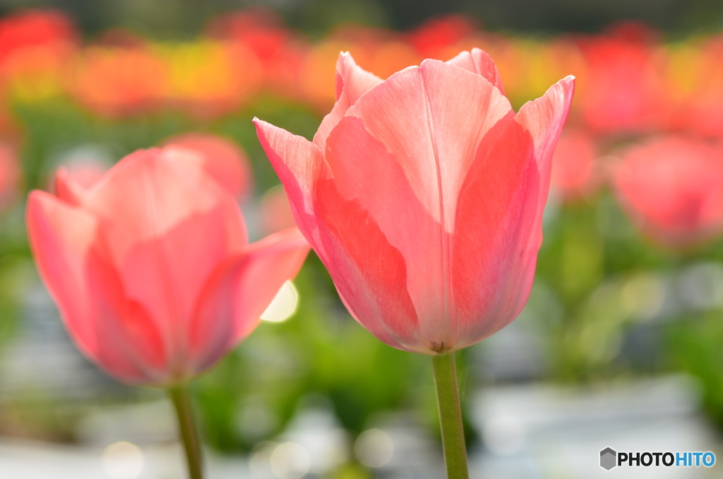 チューリップ開花中