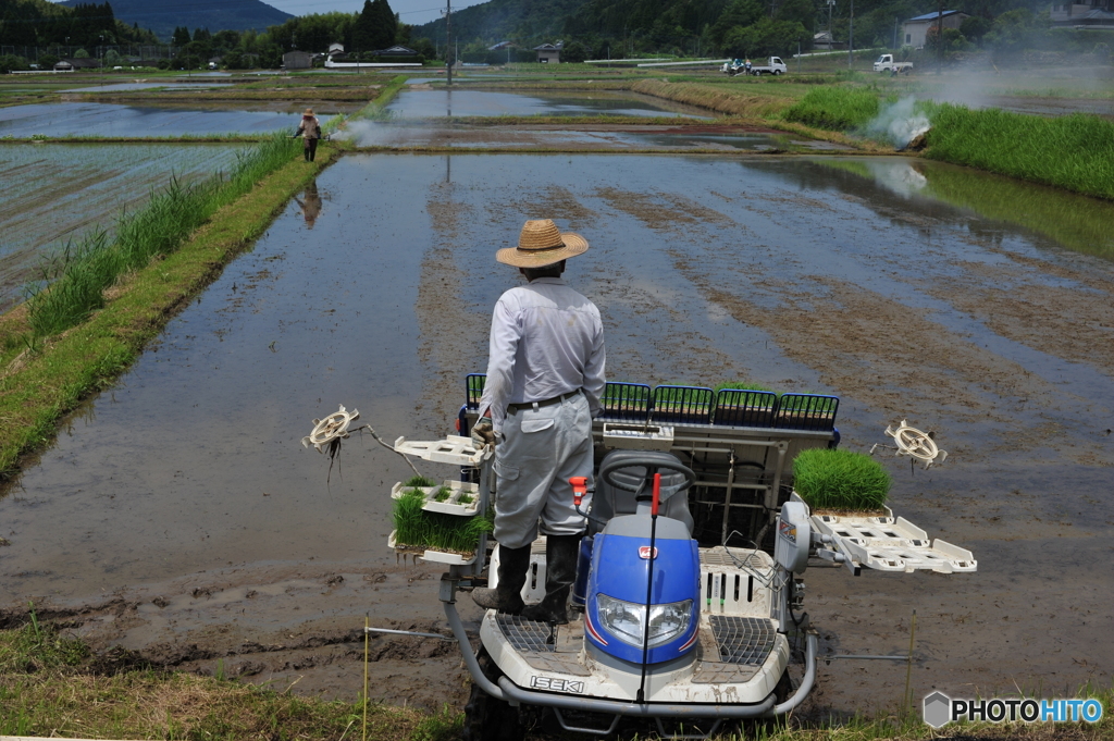 田植え