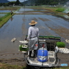 田植え