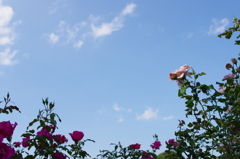 青空とバラの花