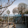 その辺の桜