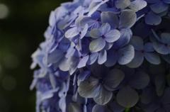 暗い紫陽花①