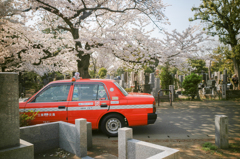 その辺の桜