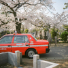その辺の桜