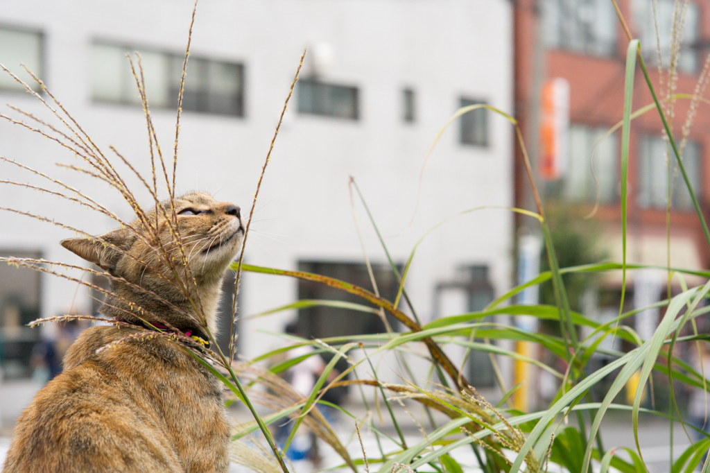 おそらくカメラがどんな物か理解している猫