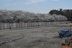 工事現場と桜