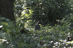 野良黒猫