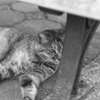 猫の瞳