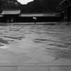 雨の明治神宮④