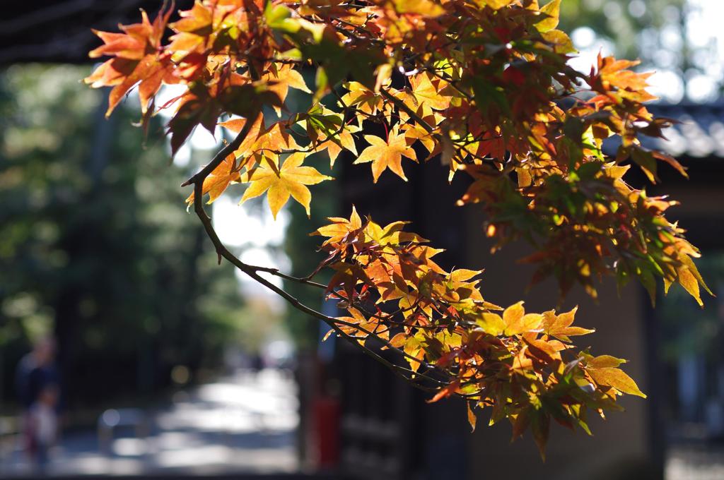 豪徳寺の秋①