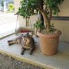 あくび猫