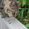 四つ葉ですか？三つ葉ですね