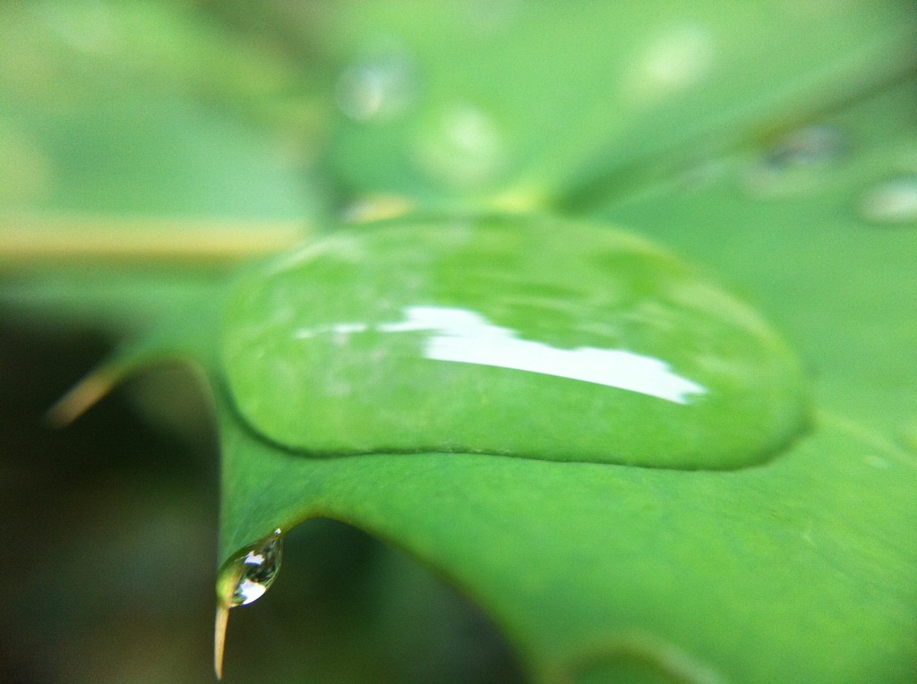 ひいらぎ