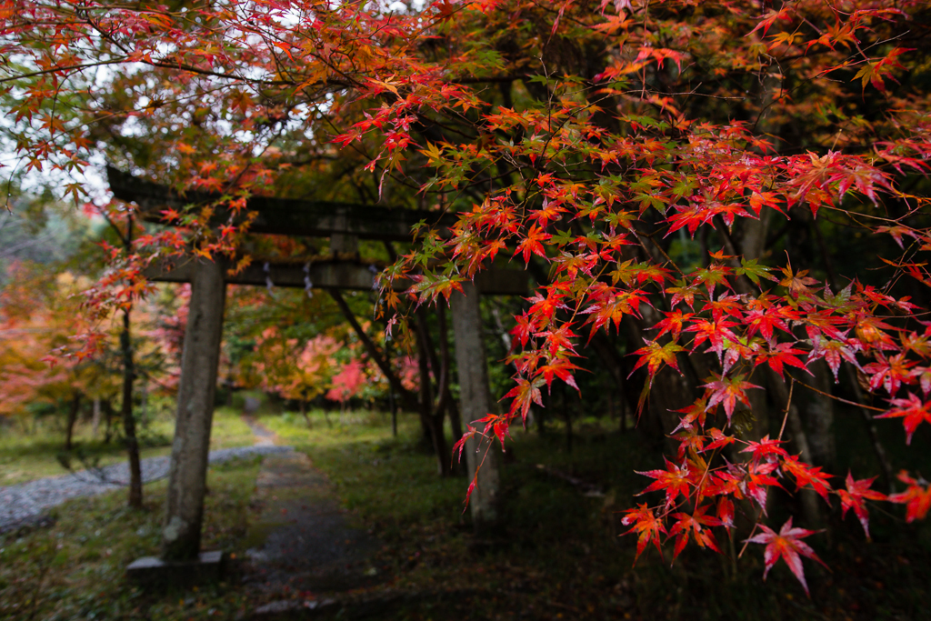 紅鳥居