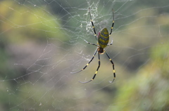 蜘蛛