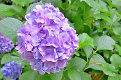 紫陽花（上野公園）