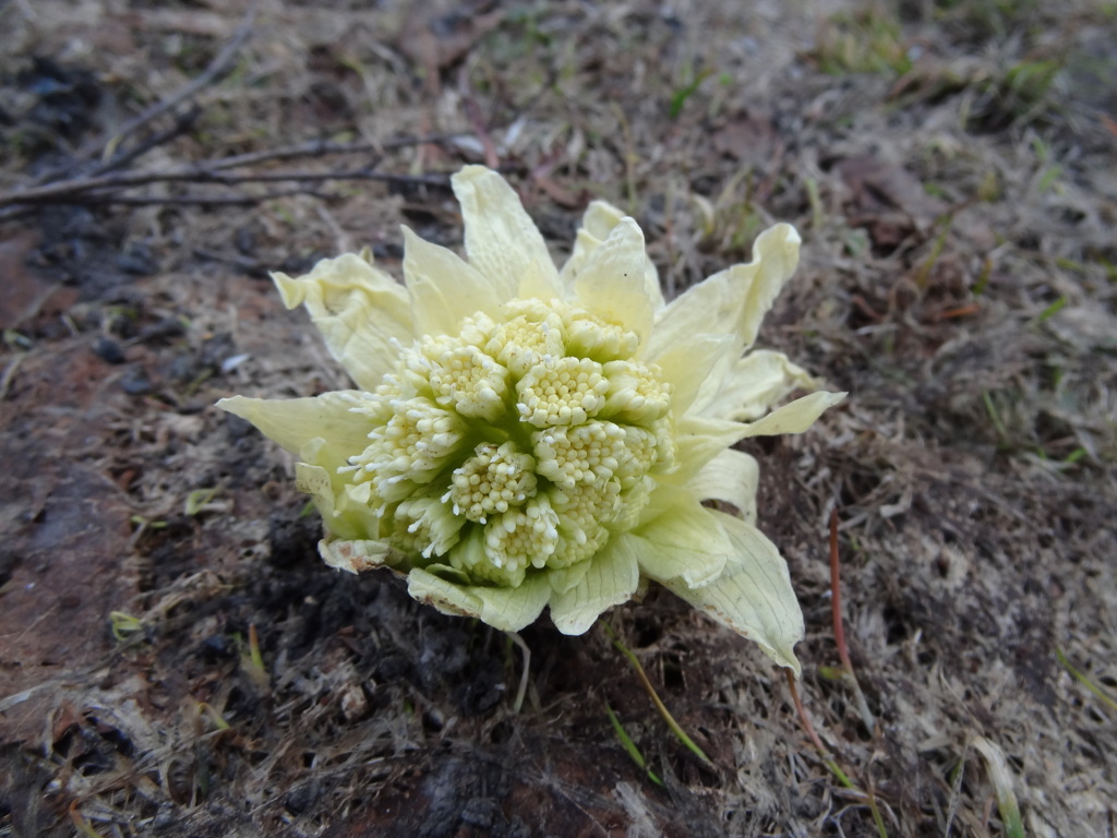 カリフラワー？