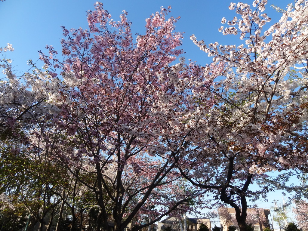 桜と青空