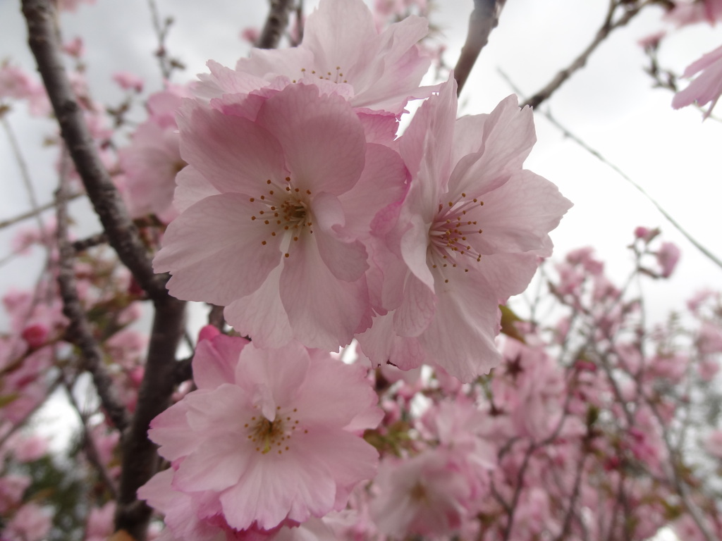 桜