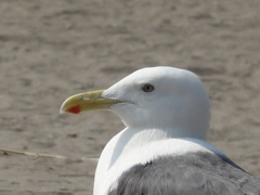 カモメ？ウミネコ？