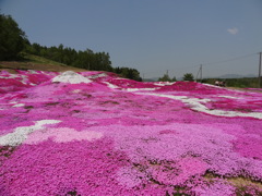 芝桜の里
