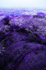 紫桜の高台から