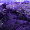 紫桜の高台から