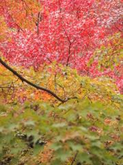 autumn 3colors