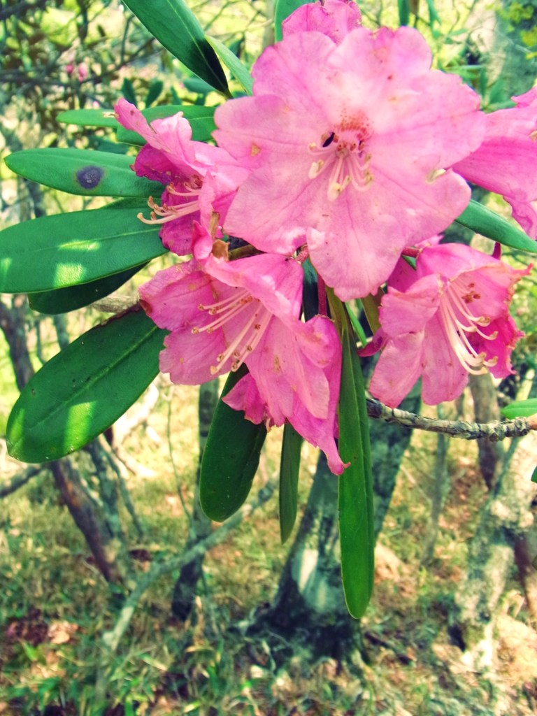 花