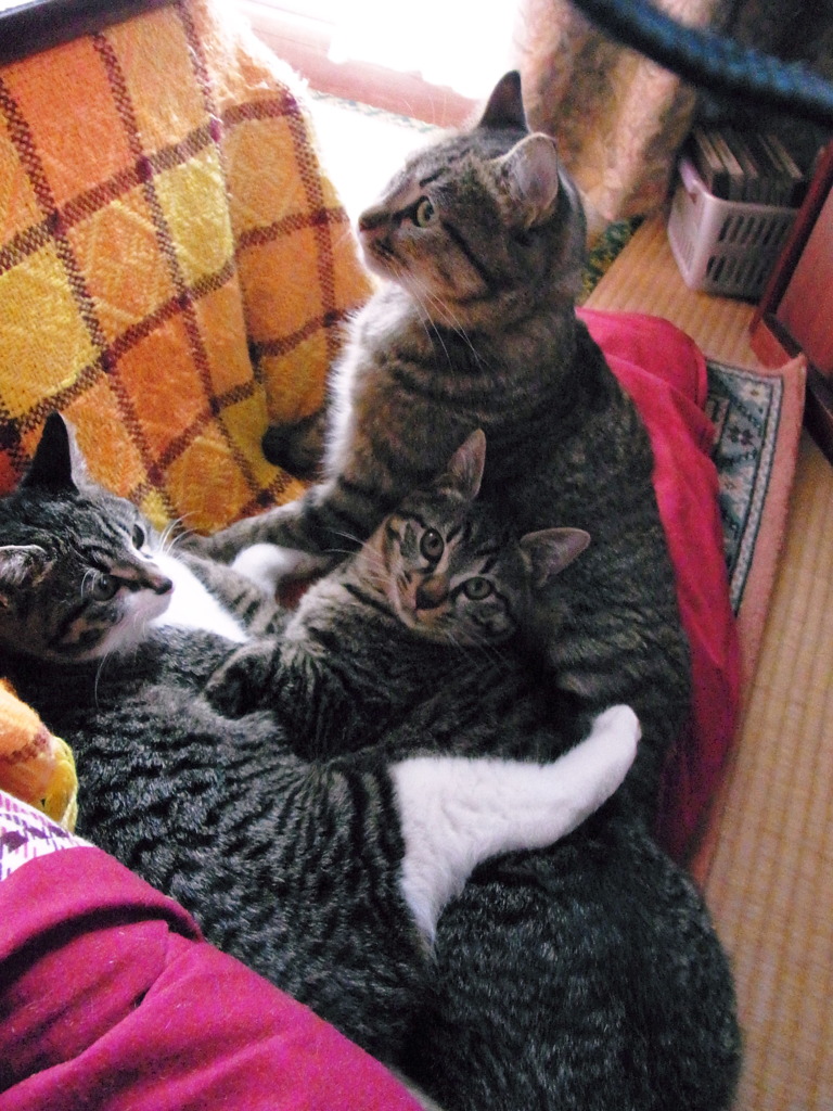 ねこ