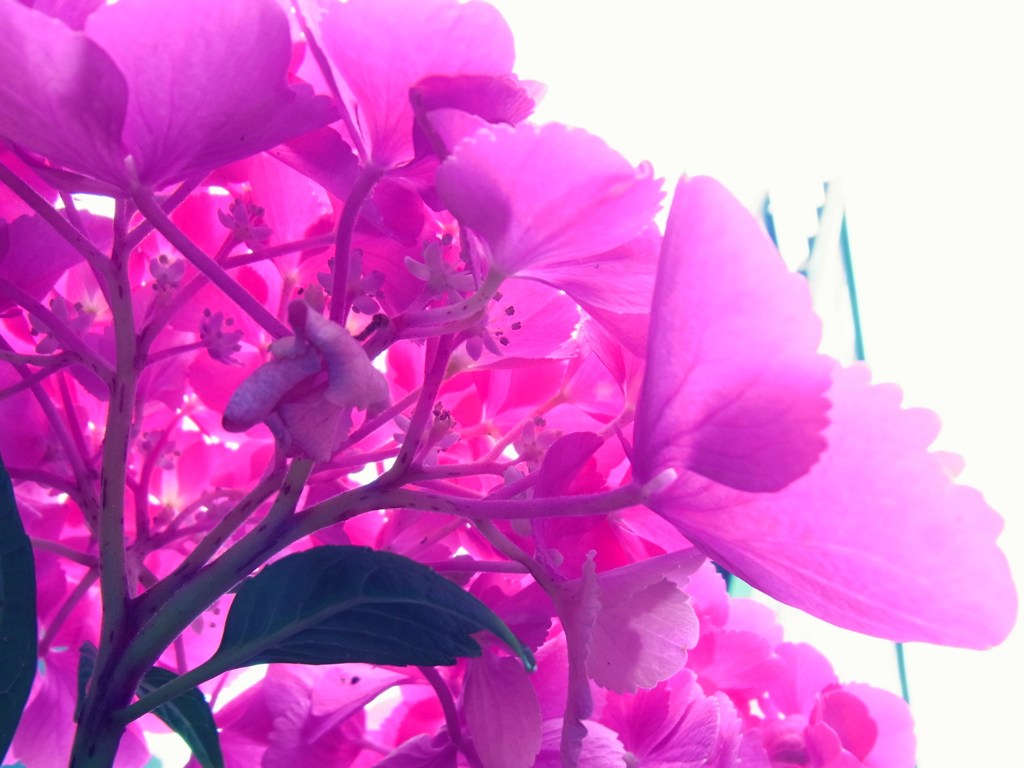 紫陽花