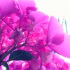 紫陽花