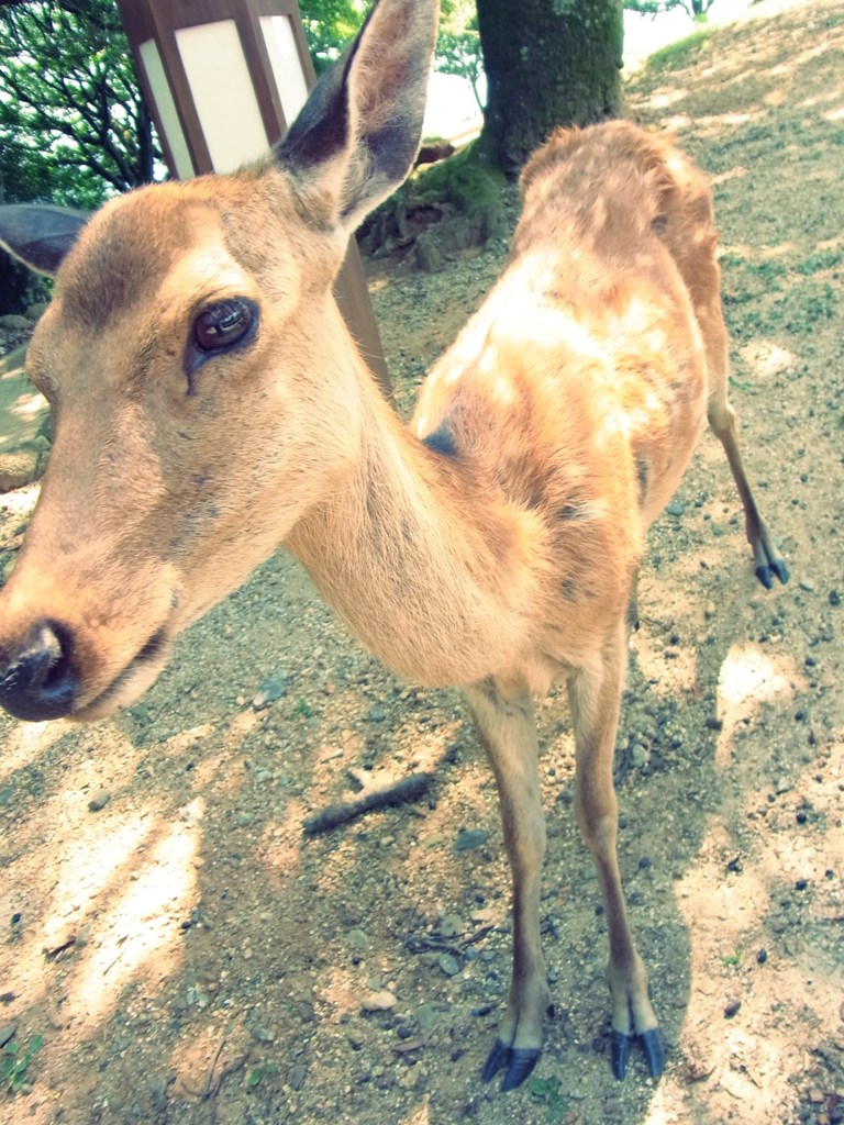しか！