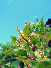 植物