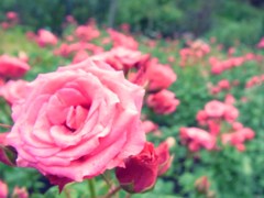 薔薇
