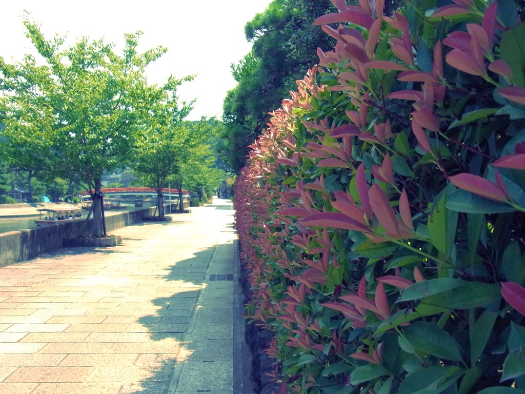川沿い