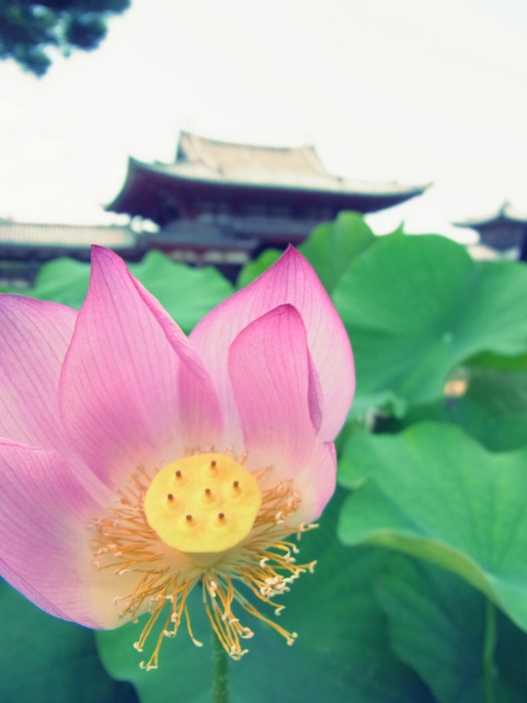 蓮