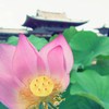 蓮
