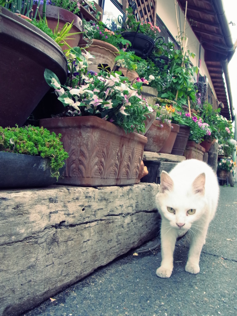 ねこ！