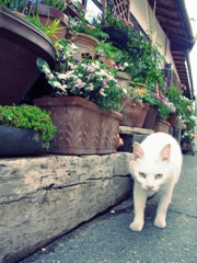 ねこ！