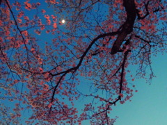 花見