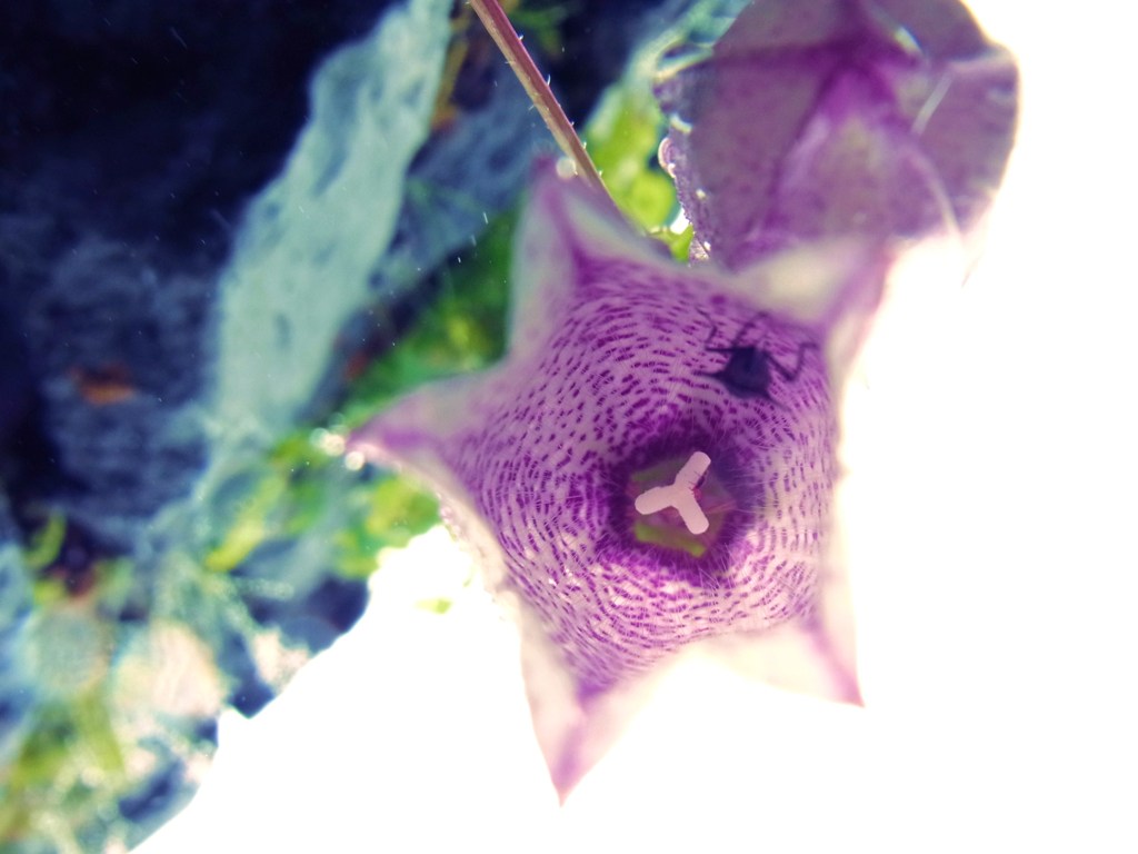 花の中